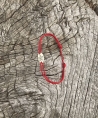 Bracelet Étoile de mer